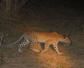 Leopard Luangwa